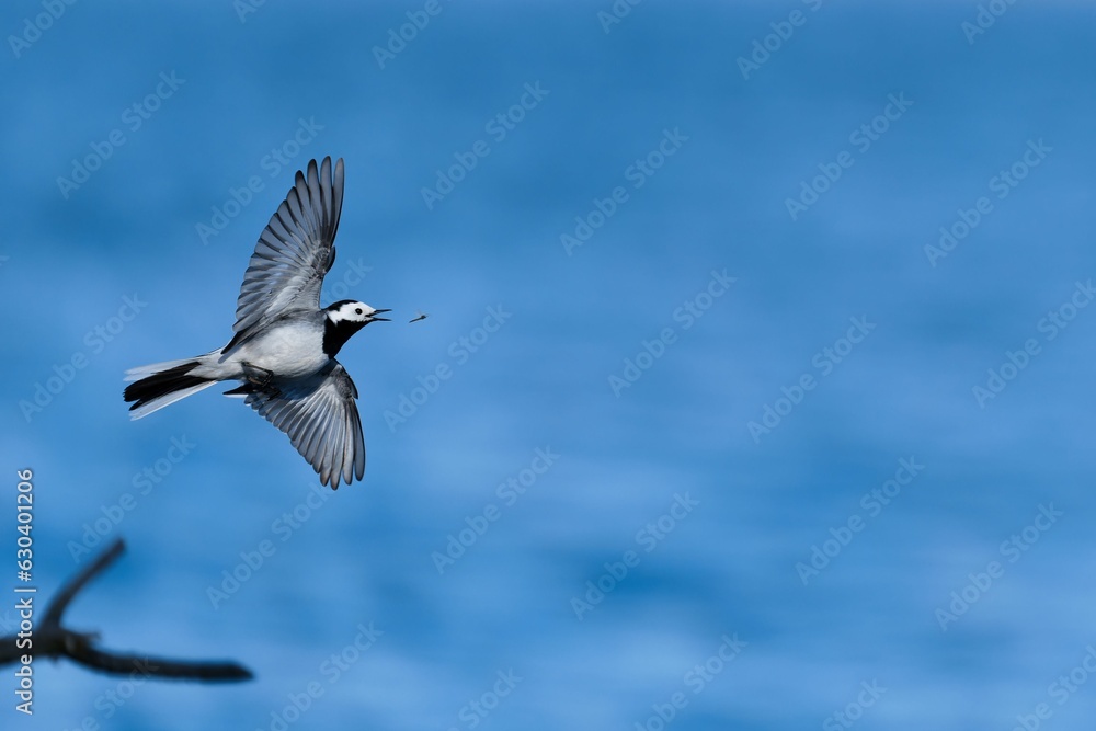 Intriguing view of a white wagtail catching a small bug mid-air Intriguing view of a white wagtail catching a small bug mid-air