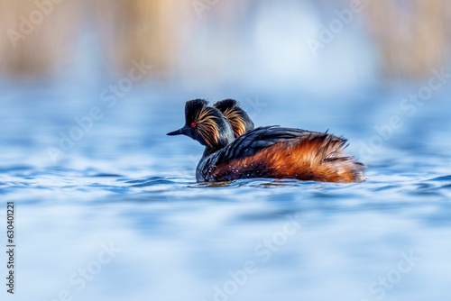 Black-necked Grebe swimming gracefully in a tranquil, still lake photo