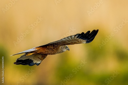 Majestic Western marsh harrier bird soaring among a backdrop of lush evergreen trees
