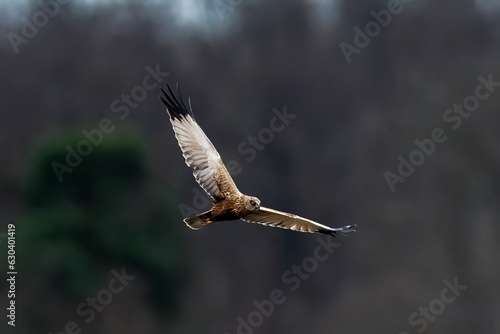 Majestic Western marsh harrier bird soaring among a backdrop of lush evergreen trees