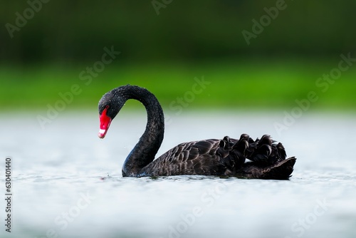 a black swan with an orange beak swimming in the water
