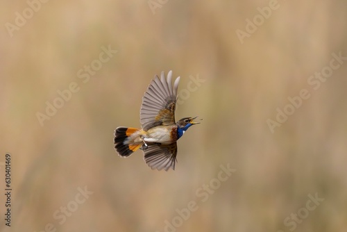 picture of white-spotted Bluethroat catching a fly in flight