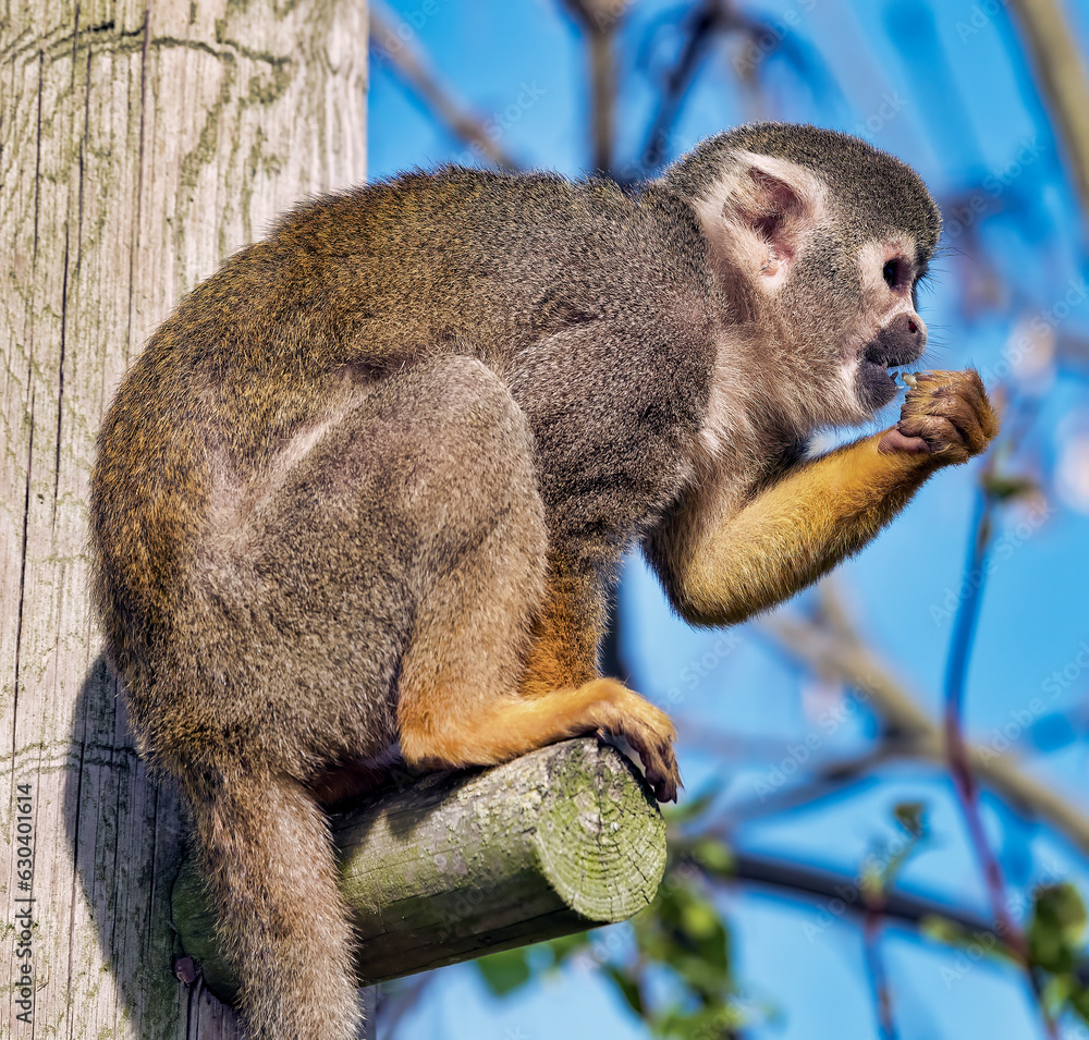 Obraz premium Squirrel Monkey on tree branch
