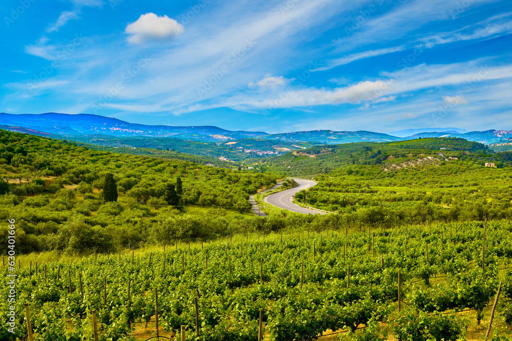 Vineyards of Crete island on sunny day, distant mountain, road, Greece