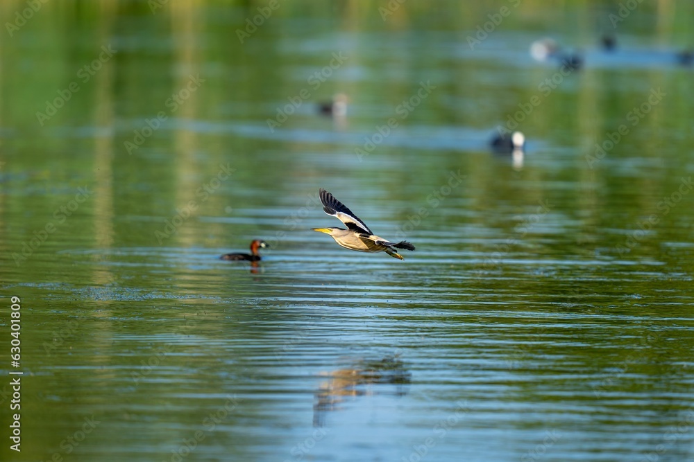 Adorable Little bittern, wings outstretched and gliding gracefully over a tranquil body of water Adorable Little bittern, wings outstretched and gliding gracefully over a tranquil body of water
