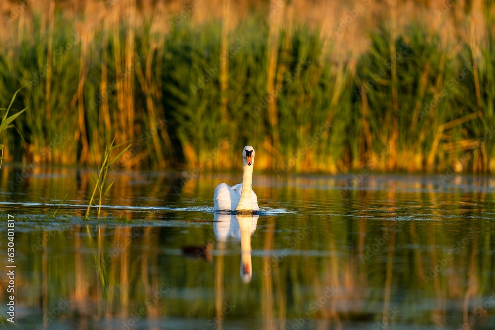 a white swan in the water with green reeds around it a white swan in the water with green reeds around it