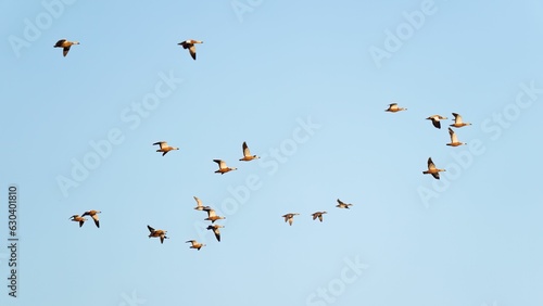 Canvas Print the flock of birds fly across the clear sky in the daytime
