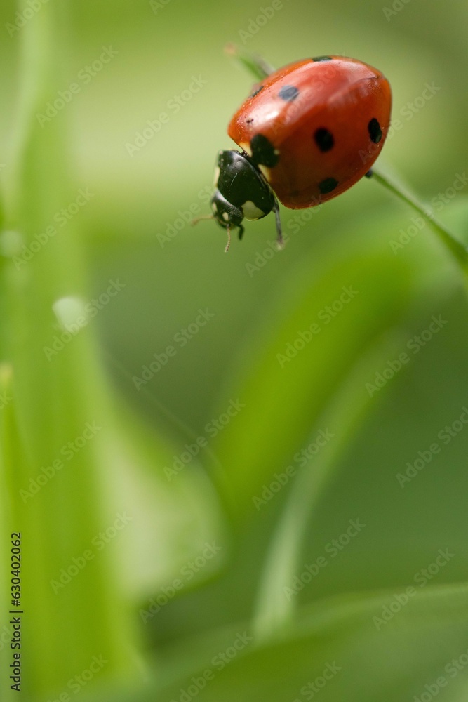 Macro shot of a small, red ladybug walking around on a patch of grass Macro shot of a small, red ladybug walking around on a patch of grass