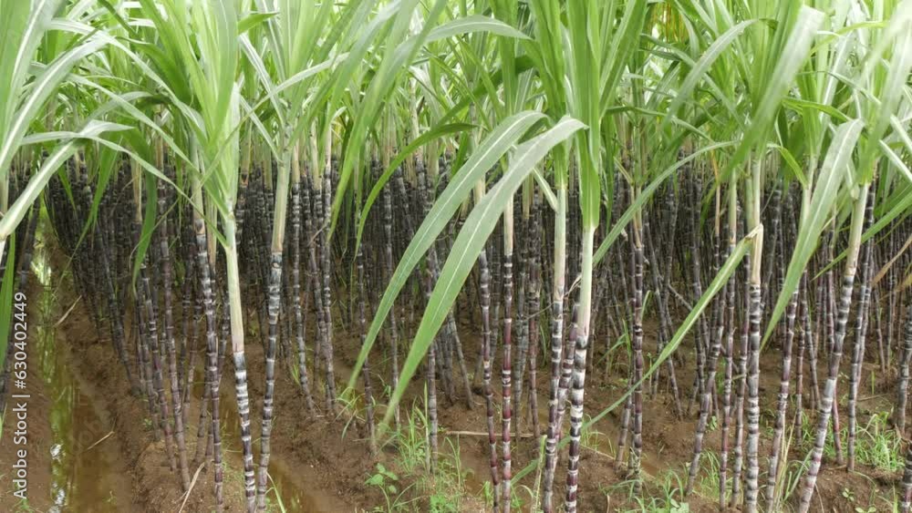 Sugarcane growing in the agriculture land ,wide shot Sugarcane growing in the agriculture land ,wide shot