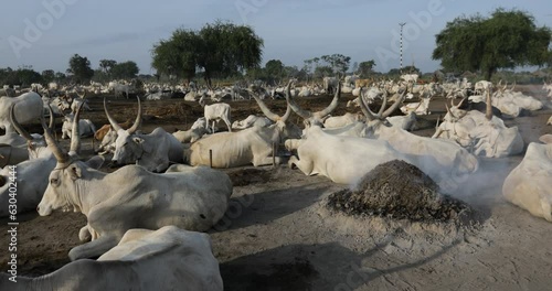 Long horns cows in a Mundari tribe camp Terekeka South Sudan photo