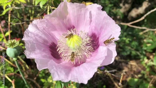 Hover-flies pollinating an opium poppy in flower, in July, United Kingdom