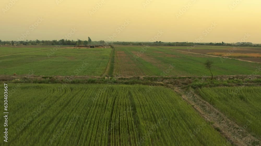 Aerial of wide plantation fields with the sunset sky in the background Aerial of wide plantation fields with the sunset sky in the background