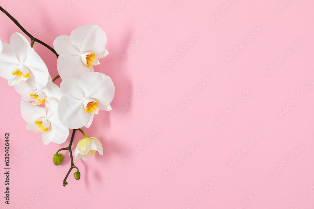 Flowers trendy composition. White orchid flowers on pink background. Spring, summer concept. Flat lay, top view, copy space
