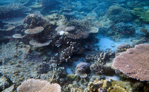 Underwater coral landscape, Waigeo Island, Raja Ampat, South West Papua, Indonesia