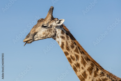 giraffe namibia © hannsclegg