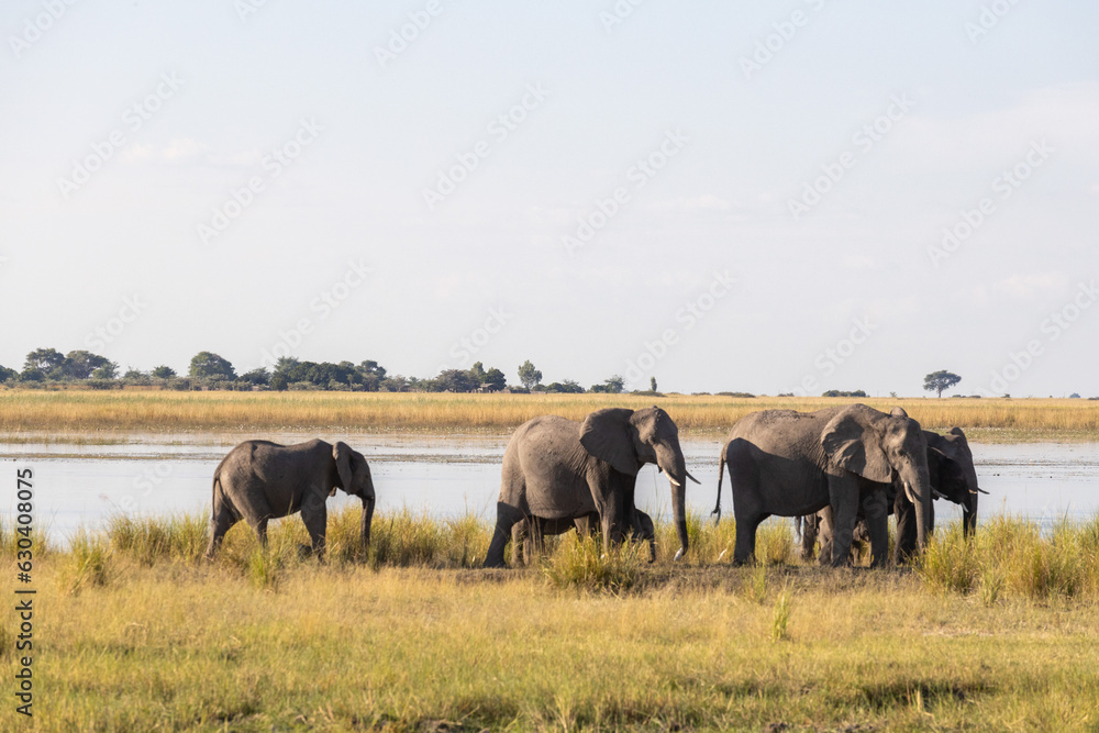 Obraz premium namibia elefant