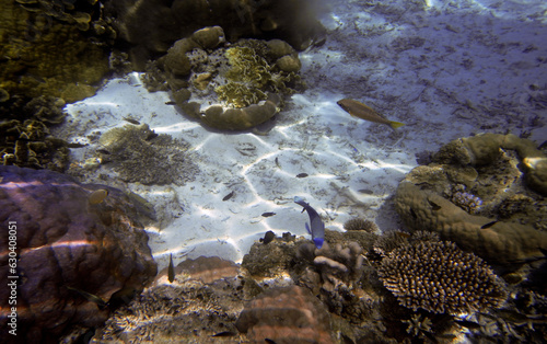 Underwater coral landscape, Yenbuba Island, Raja Ampat, South West Papua, Indonesia photo