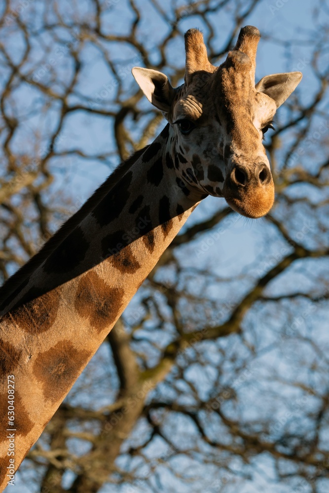 Closeup shot of the head of a giraffe
