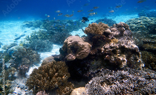 Underwater coral landscape, Yenbuba Island, Raja Ampat, South West Papua, Indonesia