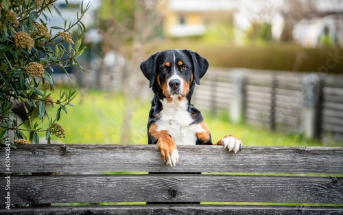 Close-up of an adorable Greater Swiss Mountain Dog sitting atop a wooden bench photo