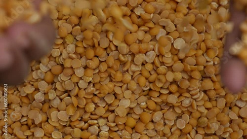 Pigeon pea , close up view 