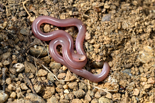 Fotografie European blind snake // Europäische Wurmschlange , Blödauge (Xerotyphlops vermic