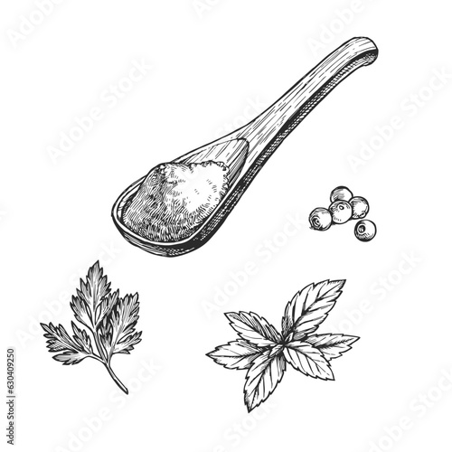 Vector hand-drawn set of classic herbs and wooden spoon with crushed seasonings isolated on white. Sketch of  parsley, basil and allspice with ground spices.