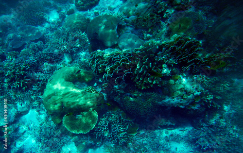 Underwater coral landscape, Yenbuba Island, Raja Ampat, South West Papua, Indonesia photo