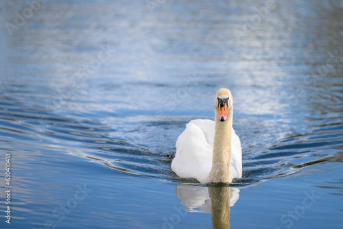 White swan is swimming gracefully in a tranquil body of water, creating gentle ripples in its wake photo