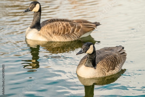 Two Canada geese swimming side-by-side in a tranquil lake. Branta canadensis.