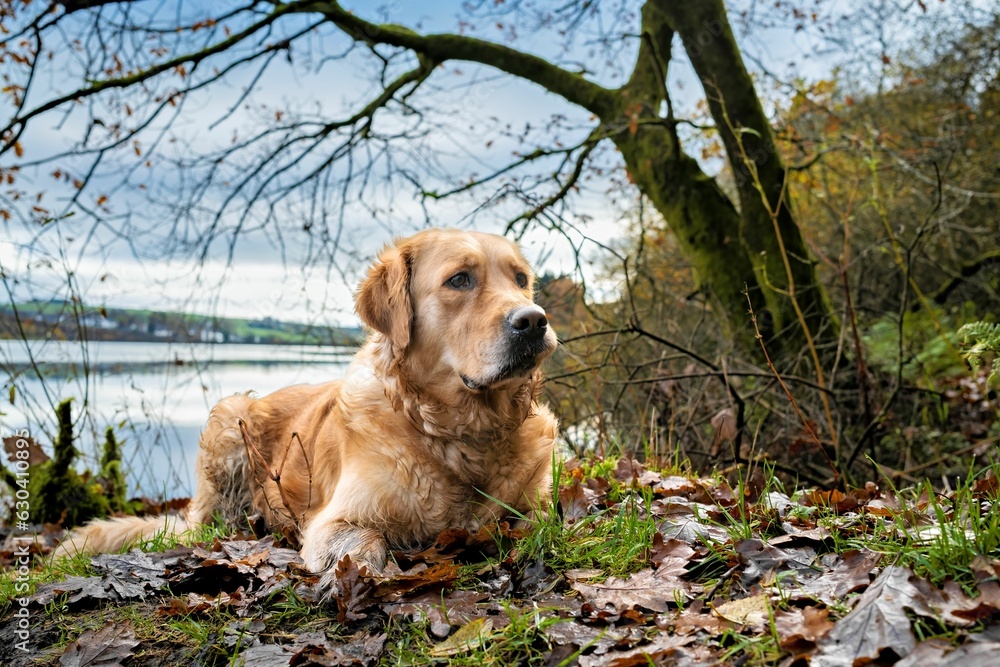 Golden retriever dog in an outdoor setting Golden retriever dog in an outdoor setting