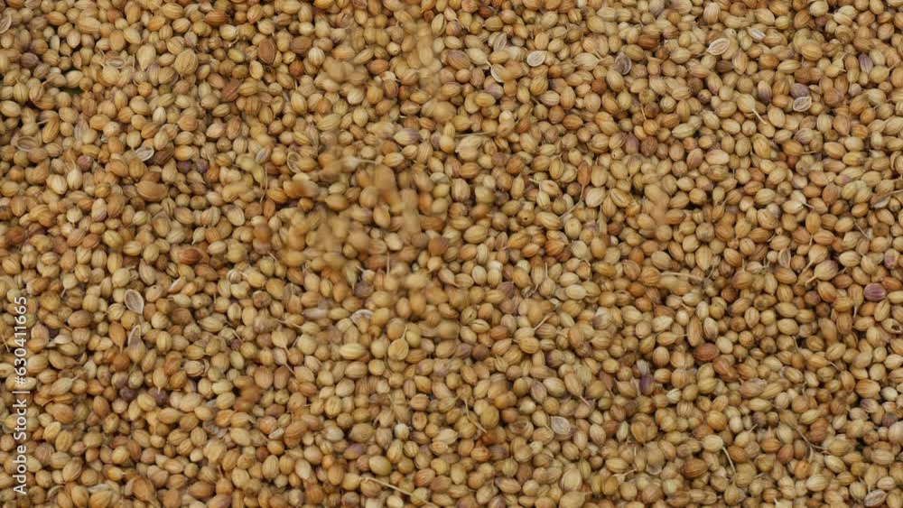 Coriander Seeds Fall Down. Top View Coriander Seeds Fall Down. Top View