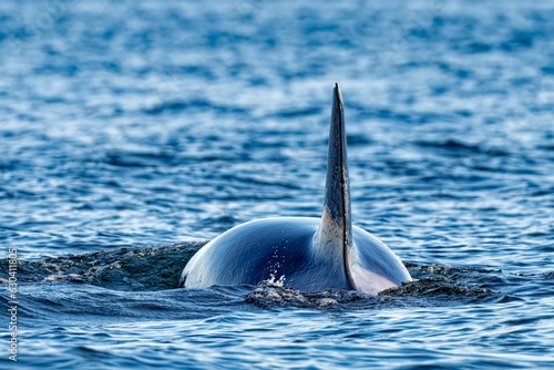 Εκτύπωση καμβά Southern resident killer whale gliding through tranquil waters of the ocean