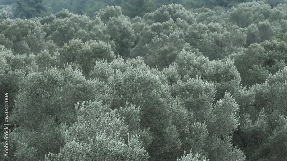 olive-tree olive-tree