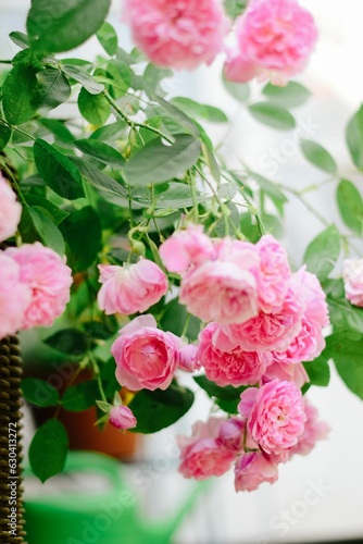 Beautiful pink roses in a garden © Jing Wang2/Wirestock Creators