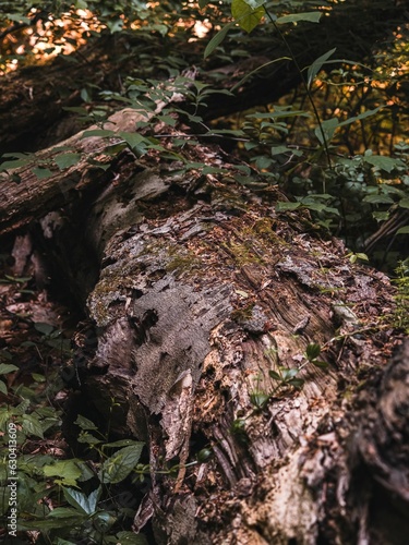 Closeup of mushrooms growing on a mossy tree trunk in a forest