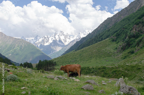 cows grazing on a pasture on the mountainside