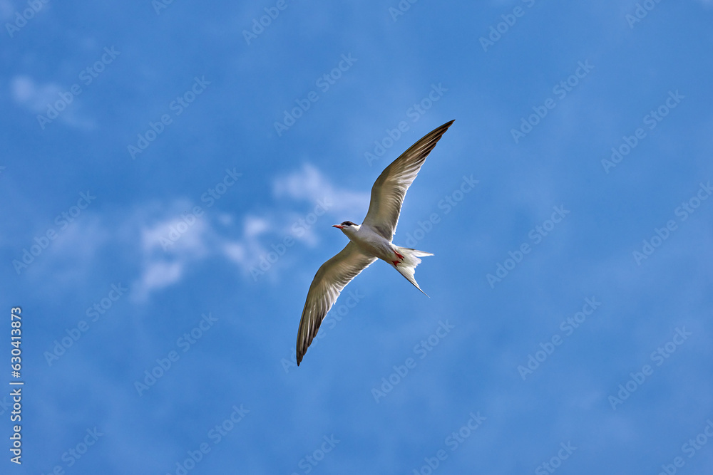 Whiskered tern (Chlidonias hybrida) in natural habitat Whiskered tern (Chlidonias hybrida) in natural habitat
