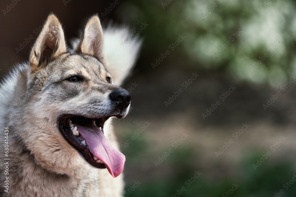 portrait of a joyful husky dog. happy life
