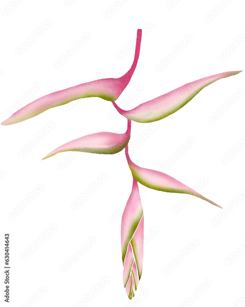 Heliconia flower Tropical Forest Heliconia flower Tropical Forest