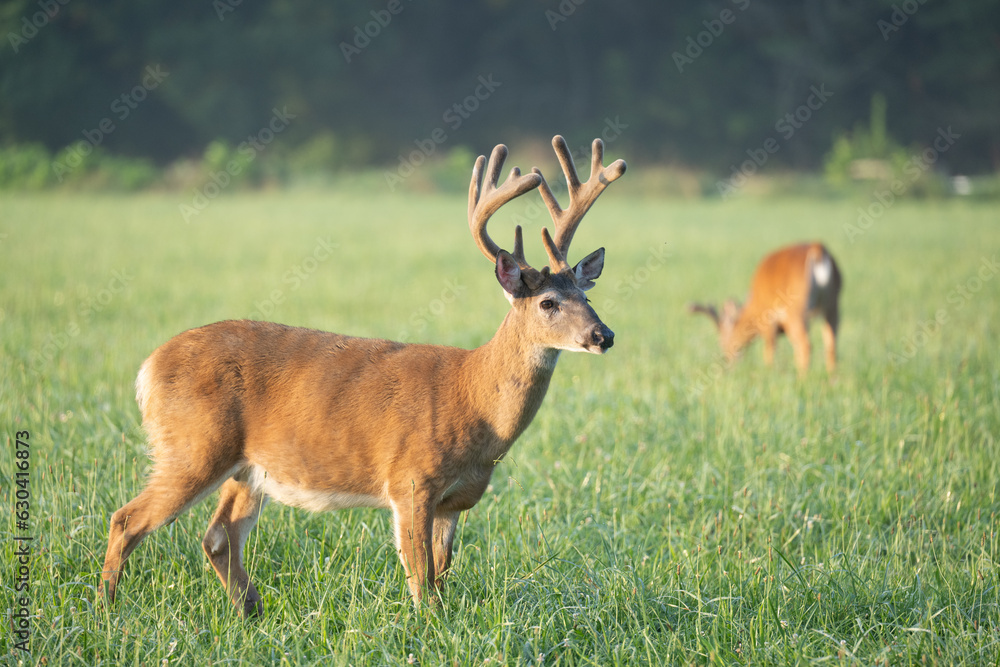 Whitetailed deer buck in velvet Whitetailed deer buck in velvet