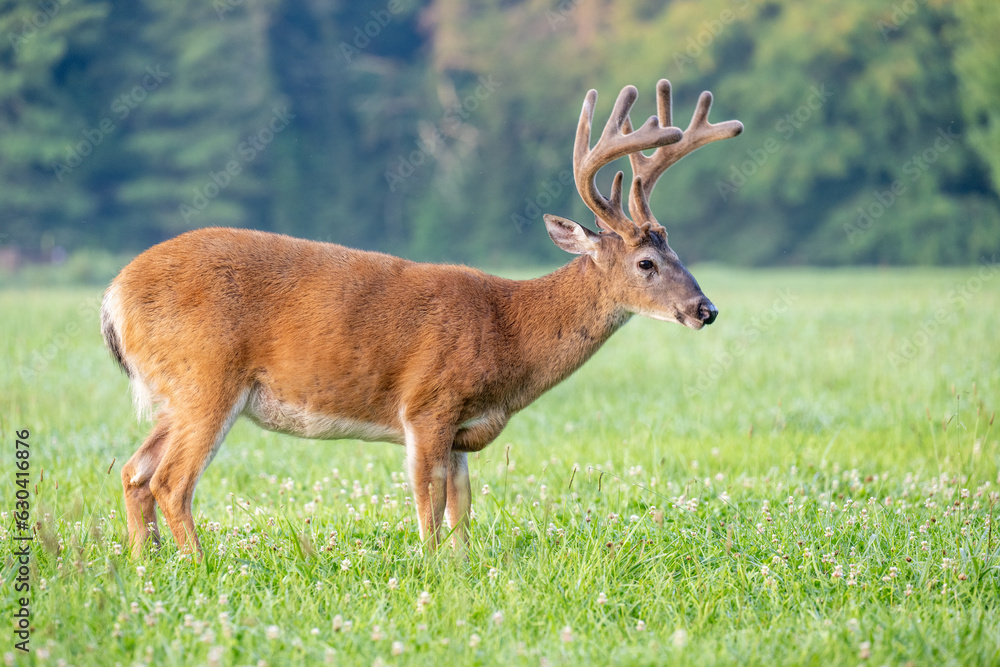 Whitetailed deer buck in velvet Whitetailed deer buck in velvet