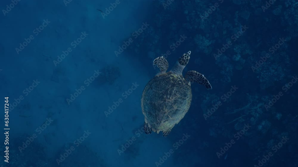 Hawksbill Se Turtle swims in deep water next to coral reef, top view, slow motion. Hawksbill Se Turtle or Biss (Eretmochelys imbricata) Hawksbill Se Turtle swims in deep water next to coral reef, top view, slow motion. Hawksbill Se Turtle or Biss (Eretmochelys imbricata)