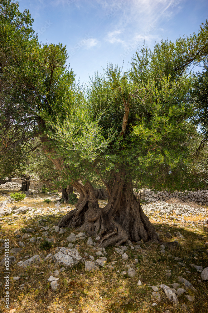 Fototapeta premium old olive tree, Adriatic coast, northern Mediterranean, summer, sunny