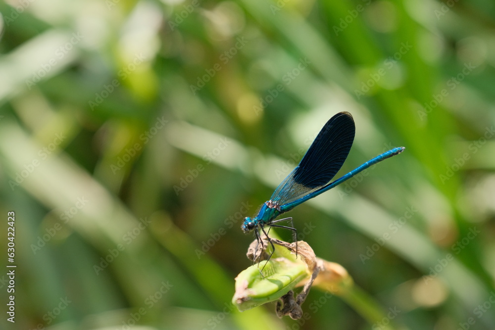 On the Edge: Extreme Macro of Dragonfly on Leaf On the Edge: Extreme Macro of Dragonfly on Leaf