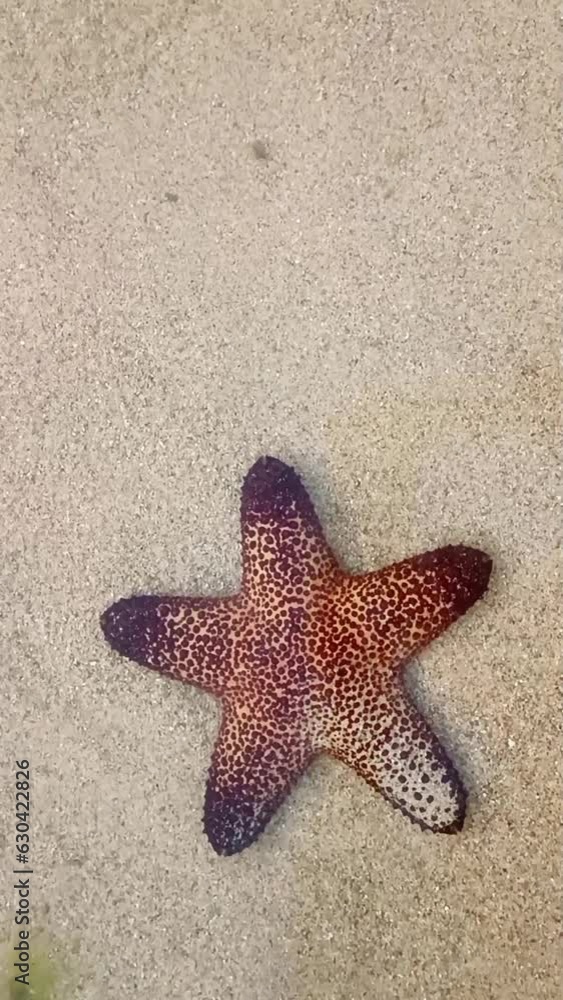 Red starfish in the water, top view Red starfish in the water, top view