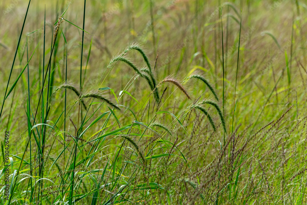 Canada Wild Rye Grass Growing In The Field In Late August In Wisconsin