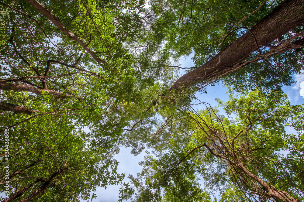 Obraz premium A view from the bottom of a big tree in the forest.