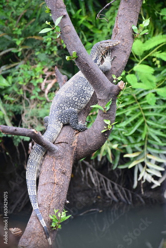 Monitor lizard climb the tree  near canal  for sunbath