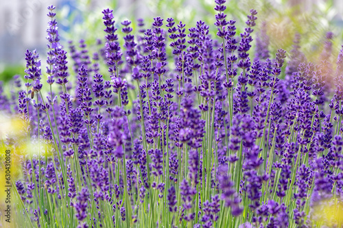 Lavandula angustifolia bunch of flowers in bloom, purple scented flowering bouquet of plant